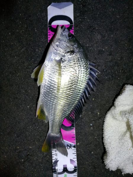 南港フェリーのヘチ釣り （小キビレと小ガシ…