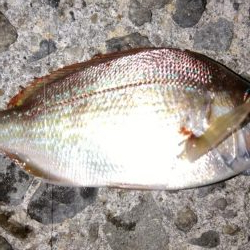 アジング釣法を試したくて