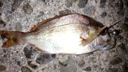 アジング釣法を試したくて