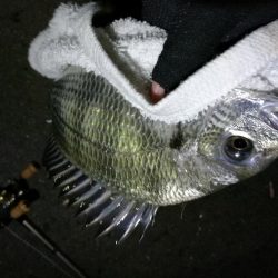 南港フェリーヘチ釣り (小キビレと小ガシラ釣果ぐらい。。)