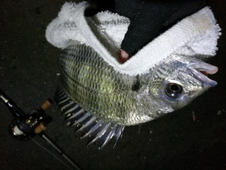 南港フェリーヘチ釣り (小キビレと小ガシラ釣果ぐらい。。)