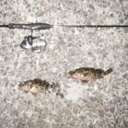 ナイトガツシー