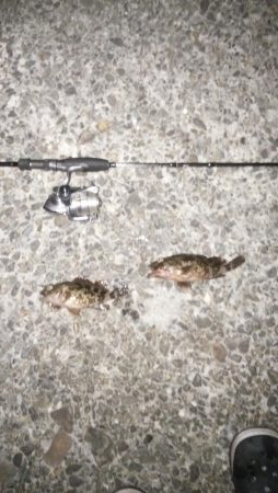 ナイトガツシー