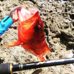 シイラどこよ？