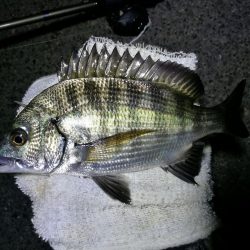 南港フェリーヘチ釣り (小真チヌ、小キビレとガシラ釣果