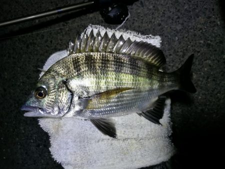 南港フェリーヘチ釣り （小真チヌ、小キビレ…