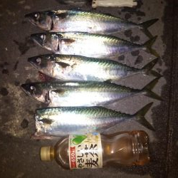 短時間大サバ連発