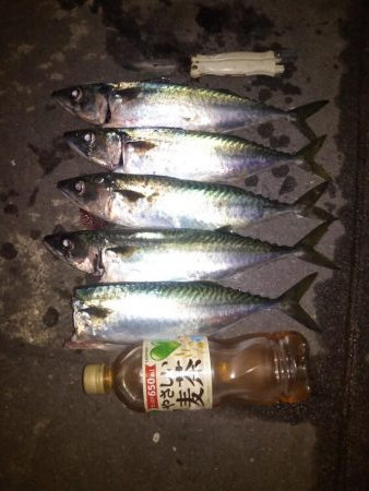 短時間大サバ連発