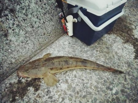 青物狙いでマゴチ！