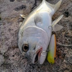 早朝3バイトでギンガメアジ、ワンヒット