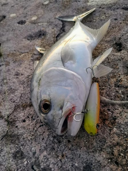 早朝3バイトでギンガメアジ、ワンヒット