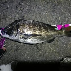 南港カモメ大橋ヘチ釣行 （真チヌ47ｃｍ！ 釣果とその他）