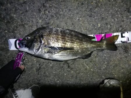 南港カモメ大橋ヘチ釣行 （真チヌ47ｃｍ！…