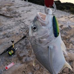 自作ポッパーでロウニンアジ