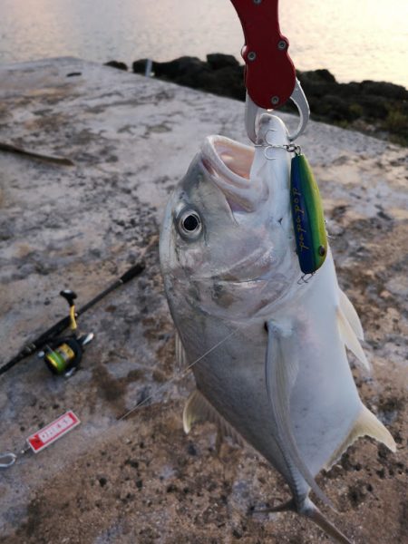 自作ポッパーでロウニンアジ