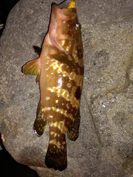 ロックフィッシュからのキス釣り