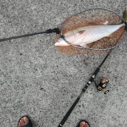 メジロきました！