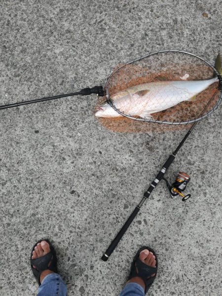 メジロきました！