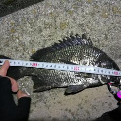 南港フェリーヘチ釣り （キビレとガシラ釣果）