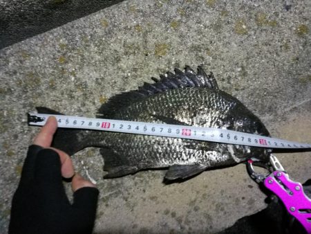 南港フェリーヘチ釣り （キビレとガシラ釣果）