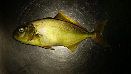 隠岐の島なのに