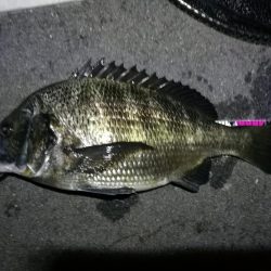 南港フェリーヘチ釣り (真チヌ44cm,キビレ44cm,43cmとガシラ21cm釣果有り)