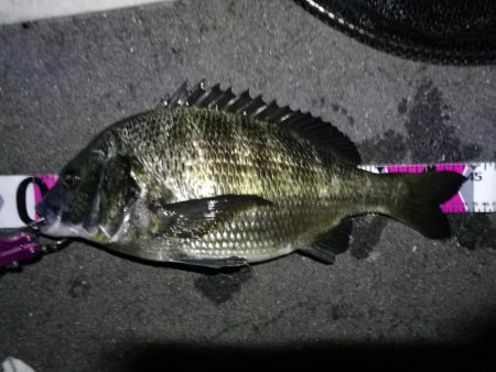 南港フェリーヘチ釣り （真チヌ44cm，キ…