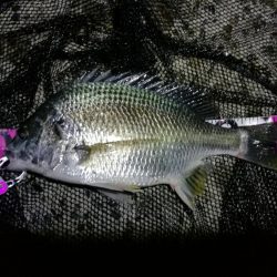 南港フェリーヘチ釣り （キビレ39cm、小真チヌとガシラ釣果）