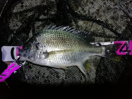 南港フェリーヘチ釣り （キビレ39cm、小…