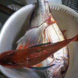 松山沖で鯛ラバ苦戦