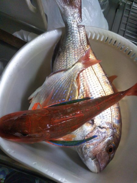 松山沖で鯛ラバ苦戦