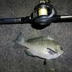 南港カモメ大橋ヘチ釣行 （小真チヌ、小メジナ 釣果他）