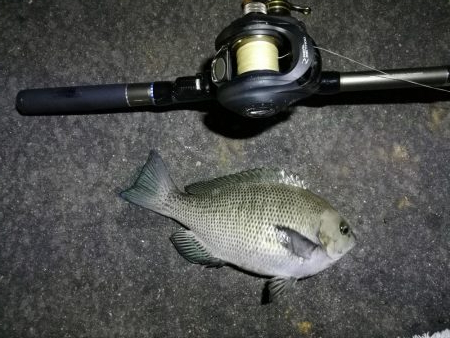 南港カモメ大橋ヘチ釣行 （小真チヌ、小メジナ 釣果他）