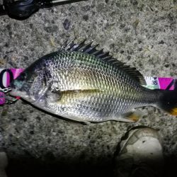 南港フェリーヘチ釣り （キビレ44cm、小真チヌ 釣果）