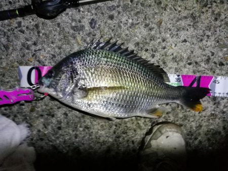 南港フェリーヘチ釣り （キビレ44cm、小…