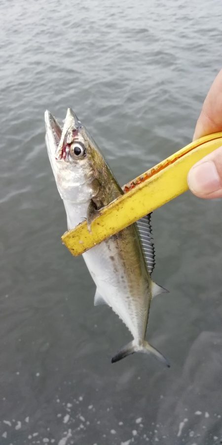 ショアジギング