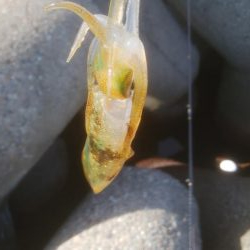 アオリイカ　確認しましたー