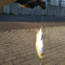 シーサイドコスモ朝マズメ好調