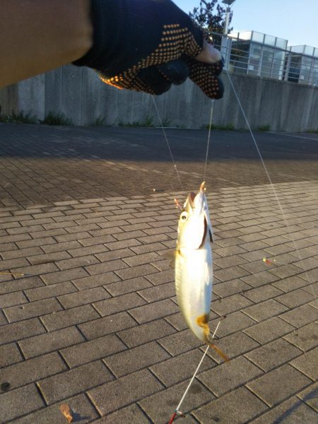 シーサイドコスモ朝マズメ好調