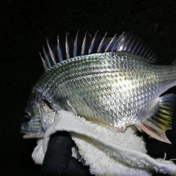 南港フェリーヘチ釣り （渋い！小キビレ、根魚釣果）