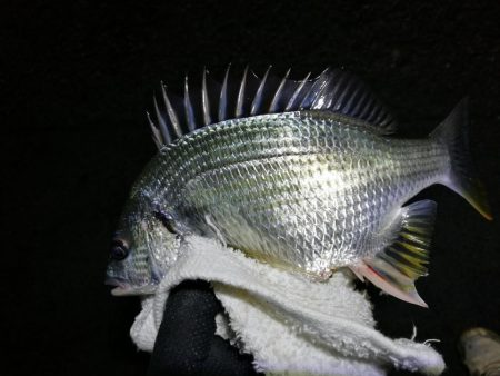 南港フェリーヘチ釣り （渋い！小キビレ、根魚釣果）
