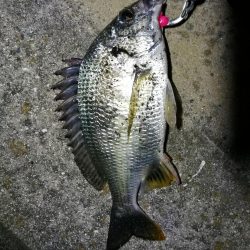 南港フェリーヘチ釣り （続渋め！小キビレ、ウミタナゴ釣果）