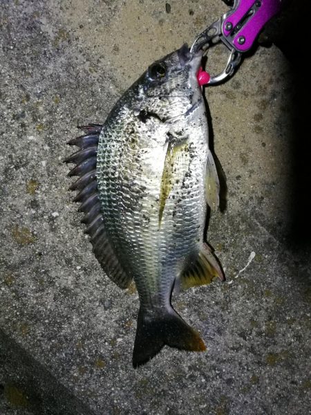 南港フェリーヘチ釣り （続渋め！小キビレ、…