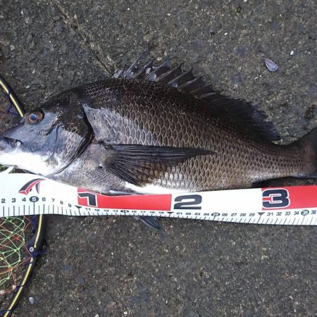 夏チヌいい感じ