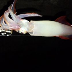 ケンサキ数狙い！