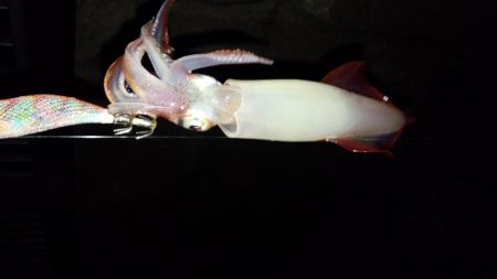 ケンサキ数狙い！