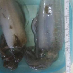 アオリイカ　胴長10センチ確認！