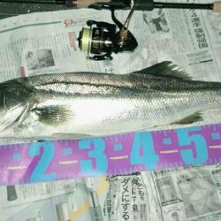 円山川夏シーバス