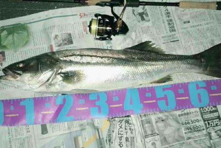 円山川夏シーバス