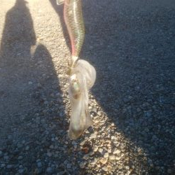 あおりいか　順調に釣れてます！